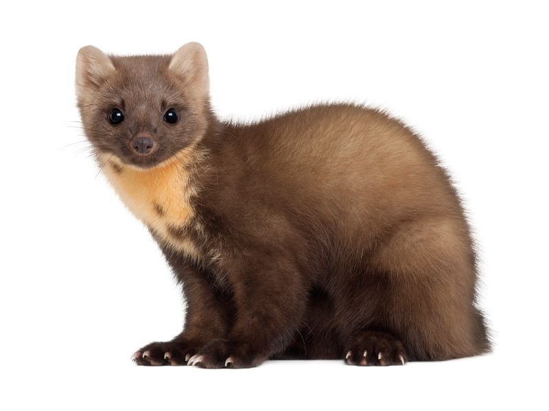 Welkom op de groepspagina van de Vossen van de Verschoorschool aan het Groenelaantje. Onze kinderen zitten in leerjaar 5 en 6. 